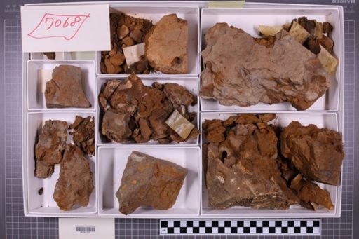 mixed taxa, stratigraphic collection