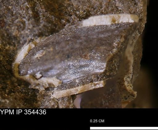 undet. Bivalvia