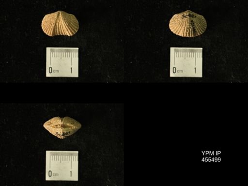 Platystrophia elegantula