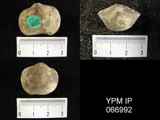 Schizophoria impressa