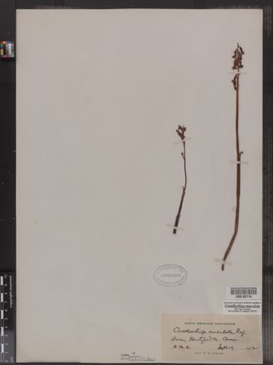 Corallorrhiza