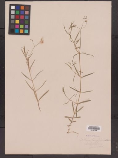 Stellaria longifolia