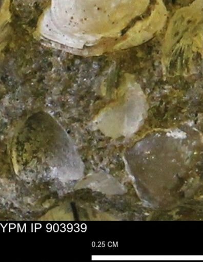 undet. Bivalvia