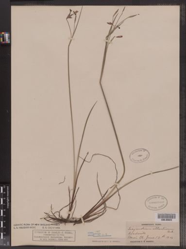 Sisyrinchium atlanticum