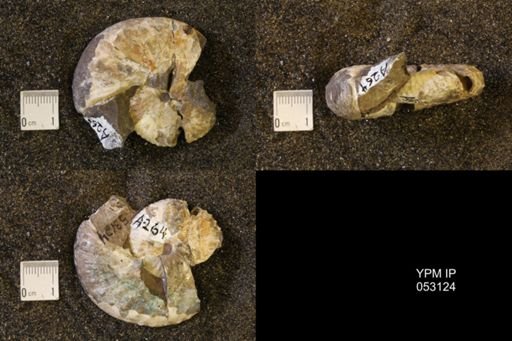 Discoscaphites conradi
