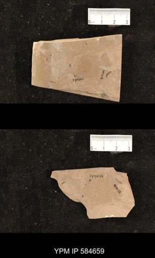 undet. Hexapoda