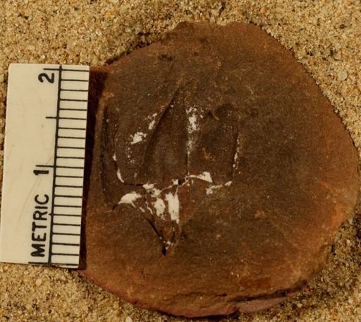 Lepidostrobus