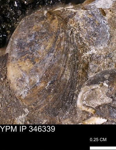 Limopsis striatopunctatus