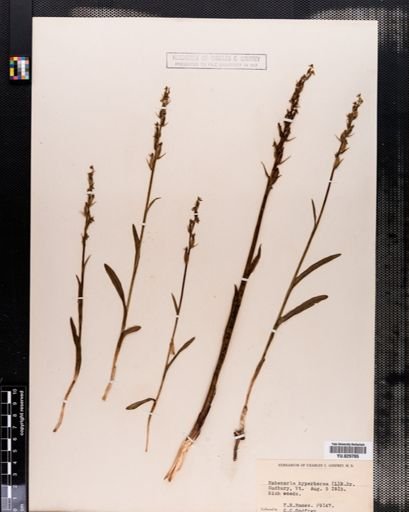 Habenaria