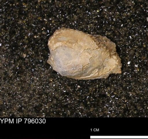 Spisula elliptica