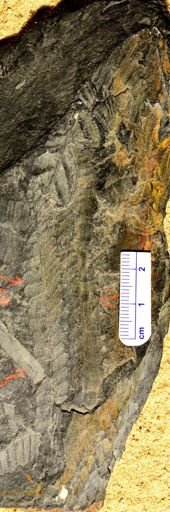 Pecopteris sp.