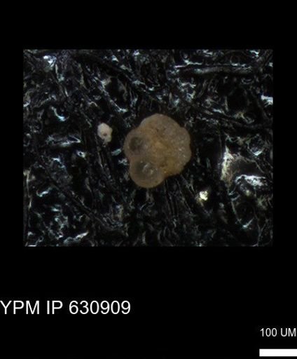 undet. Rugoglobigerinidae