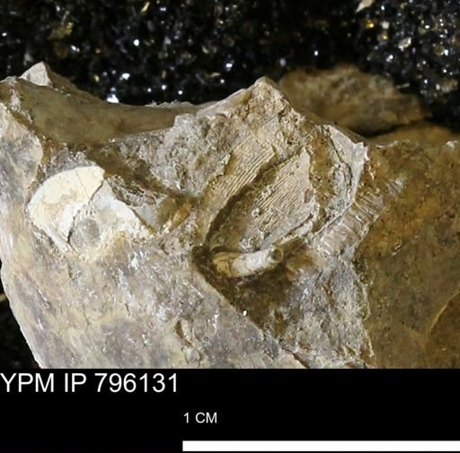 undet. Bivalvia