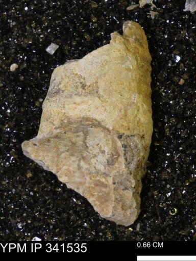 Scaphites sp.