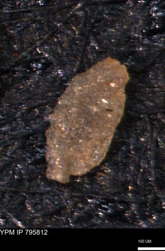 Miliammina manitobensis