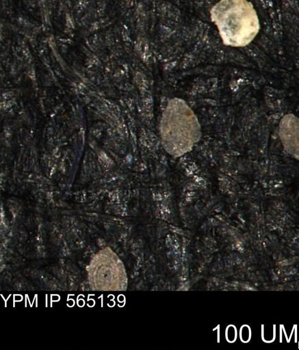 Spirolocammina sp.