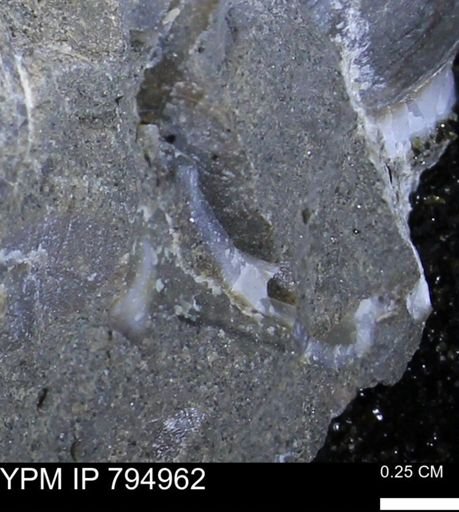 undet. Bivalvia