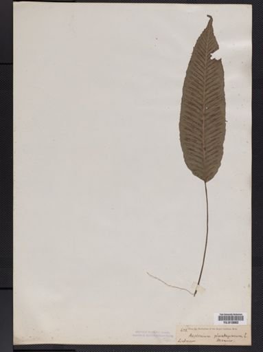 Athyrium