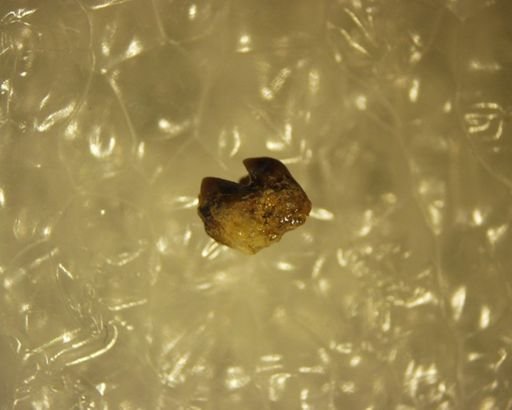 undet. Insectivora
