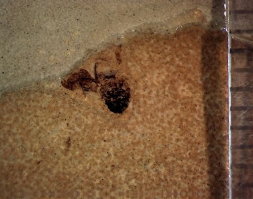 Coleoptera?