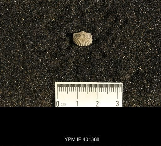 Plectorthis plicatella