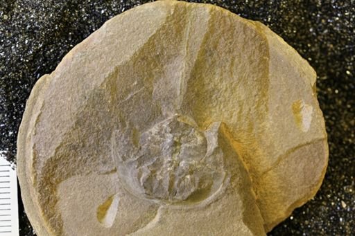 Euproops danae