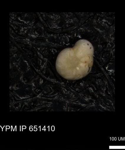 undet. Foraminiferida