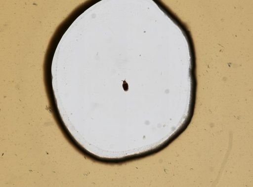 Dicranophorus robustus