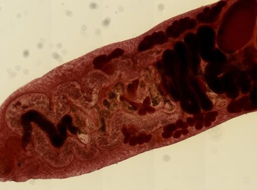 Ostiolum medioplexus