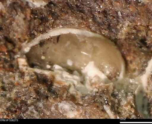 Corbulamella gregaria