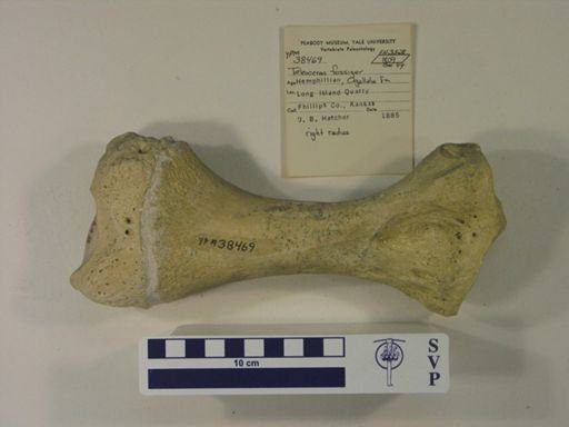 Teleoceras fossiger