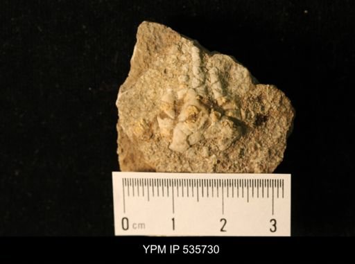 Zeacrinites