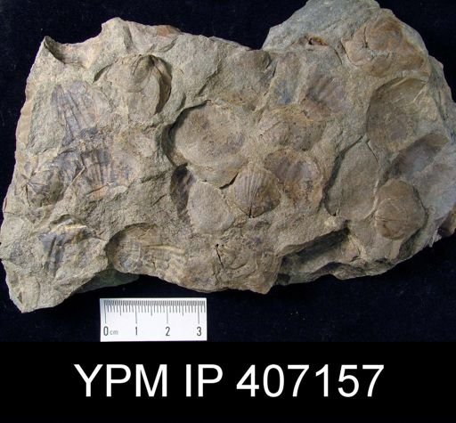 Leiorhynchus sp.