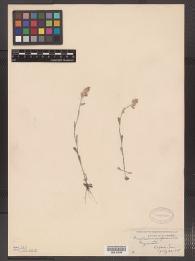 Gnaphalium purpureum