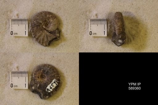 undet. Scaphitidae