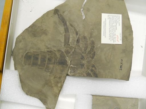 Dolichopterus