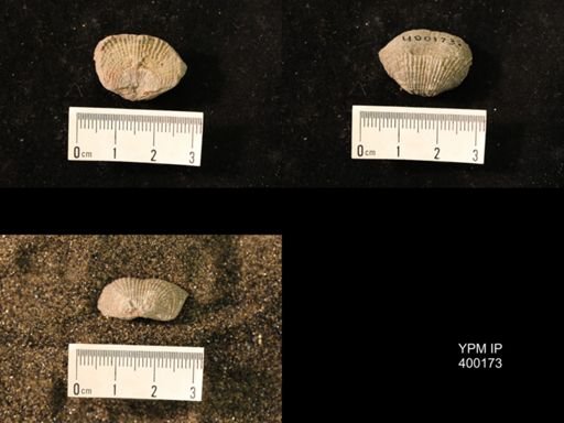 Marginifera lasallensis