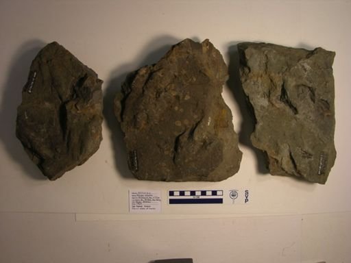 Atreipus sulcatus