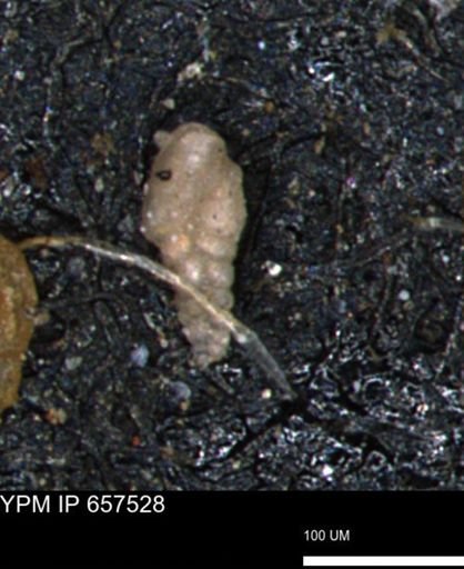 Bimonilina variana