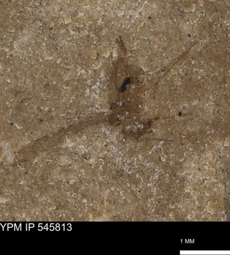 Diptera?