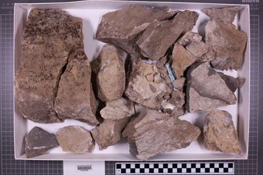 mixed taxa, stratigraphic collection