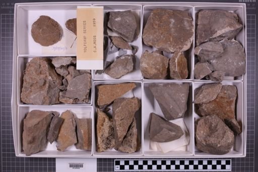mixed taxa, stratigraphic collection