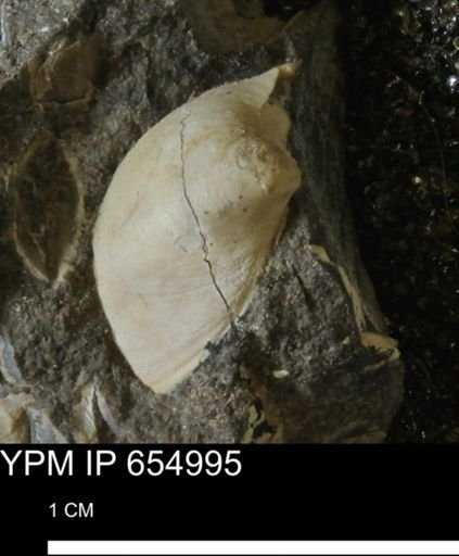 Protocardia