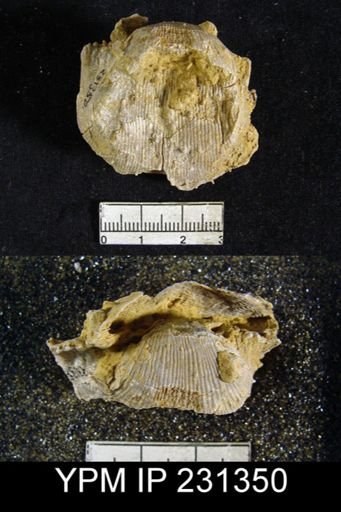 Productus cora