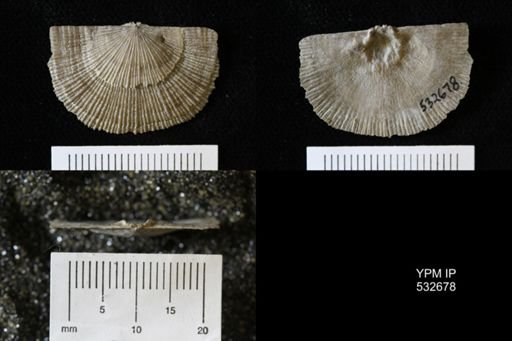 Schuchertella sp.