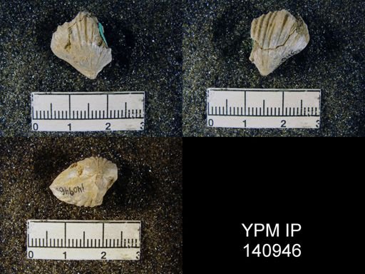 Camerophoria purdoni