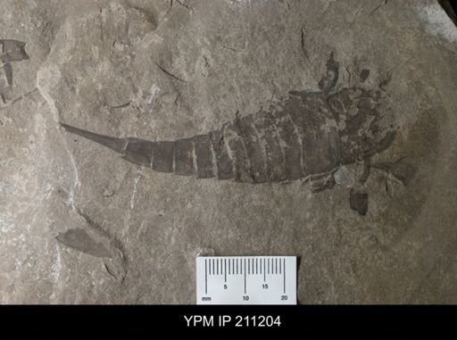 Eurypterus remipes