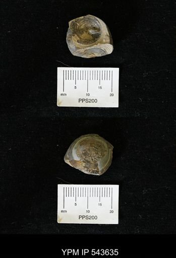 Orbiculoidea nitida