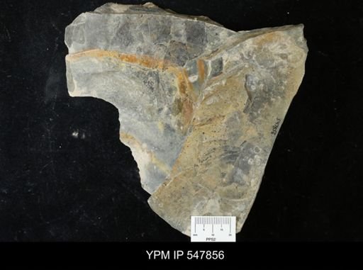 undet. Eurypterida