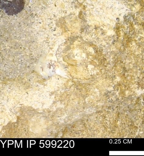 undet. Bryozoa